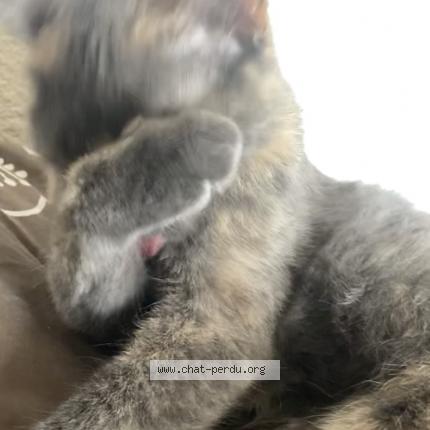 Photo 1/1 Chat retrouvé Perdu à Cavaillon