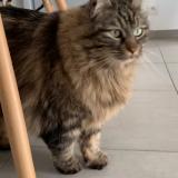 Photo de chat perdu à Saint Orens De Gameville