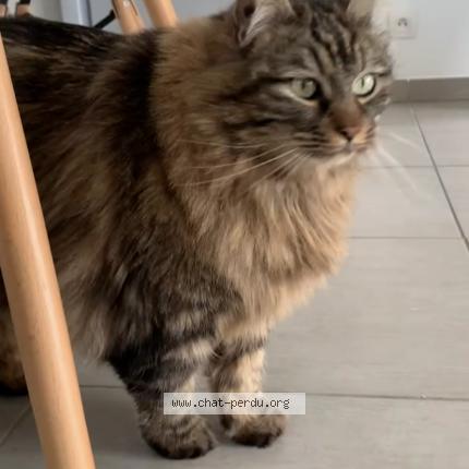 Photo de chat perdu à Saint Orens De Gameville