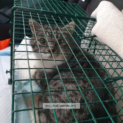 Photo 1/1 Loulou Chat perdu à Senneville sur fecamp