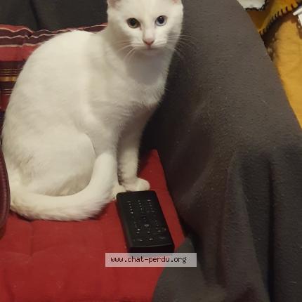 Photo de chat trouvé à Lomme