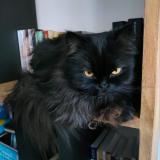 Photo de chat perdu à Montbazon