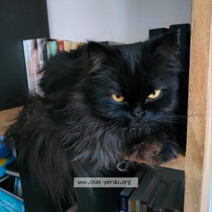 Photo 1/1 Chat retrouvé Perdu à Montbazon