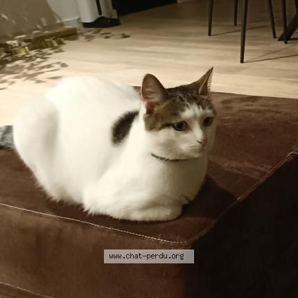 Photo de chat perdu à La Garnache