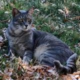 Photo de chat perdu à Janze