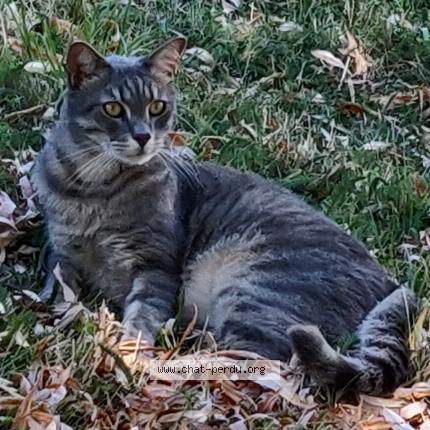 Photo de chat perdu à Janze