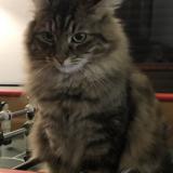 Photo de chat perdu à Canet