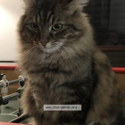 Photo 1/1 Chat retrouvé Perdu à Canet