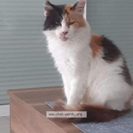 Photo 1/1 Chat retrouvé Perdu à Soligny les etangs