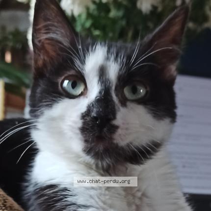 Photo 1/1 Skeeten Chat perdu à Haisnes