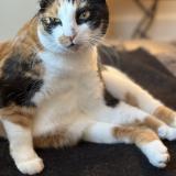 Photo de chat perdu à Cannes