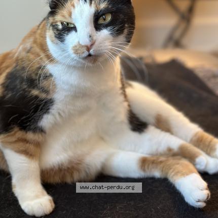 Photo de chat perdu à Cannes