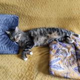 Photo de chat perdu à Saint Jean Bonnefonds