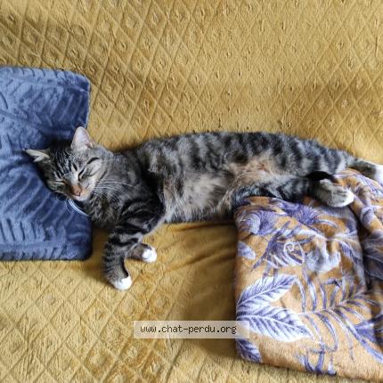 Photo de chat perdu à Saint Jean Bonnefonds