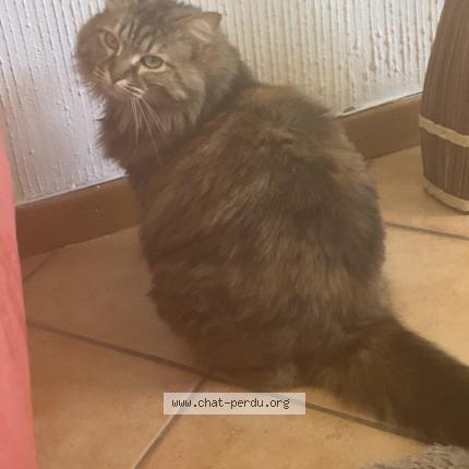 Photo 1/1 Chat retrouvé Perdu à Saintes marie de la mer