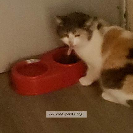 Photo de chat trouvé à Serignan