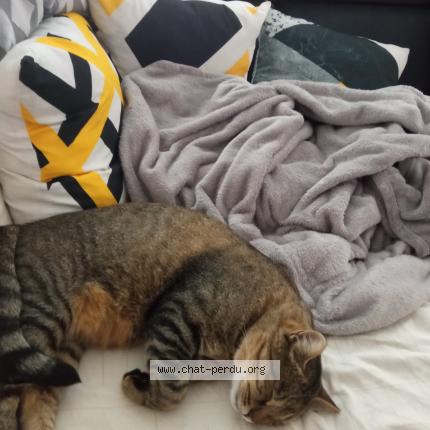 Photo de chat perdu à Parentis En Born