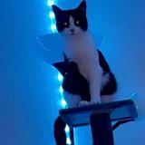 Photo de chat perdu à Lausanne