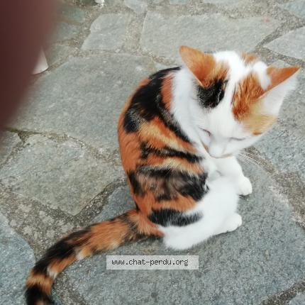 Photo 1/1 Chat retrouvé Perdu à Neuilly plaisance