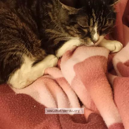 Photo 1/1 Chat retrouvé Perdu à Les mureaux