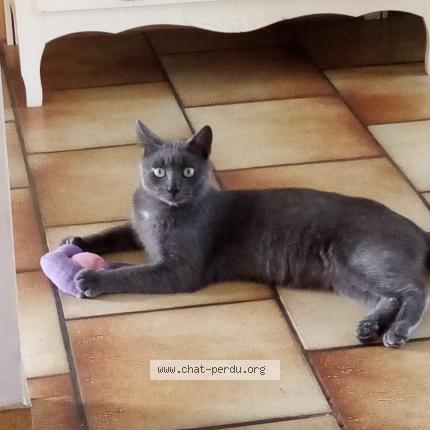Photo 1/1 Chat retrouvé Perdu à Brive La Gaillarde