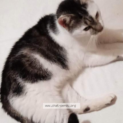 Photo 1/1 Chat retrouvé Trouvé à Florange