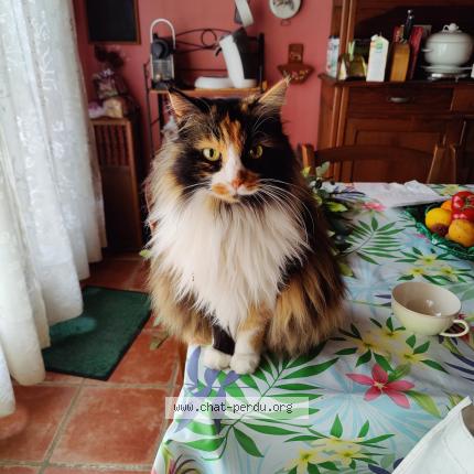 Photo de chat perdu à Perpignan