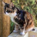 Photo de chat perdu à Montpellier