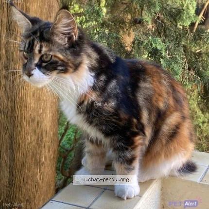 Photo 1/1 Chat retrouvé Perdu à Montpellier