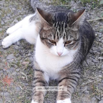 Photo de chat perdu à Veigne