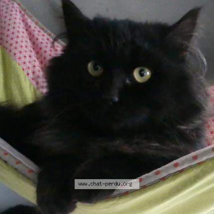 Photo de chat perdu à Plescop