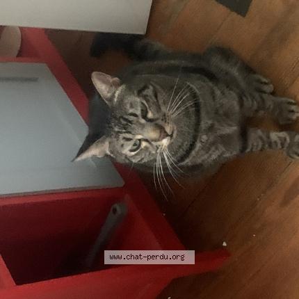 Photo 1/1 Chat retrouvé Perdu à La voulte sur rhone