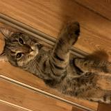 Photo de chat perdu à Sassenage