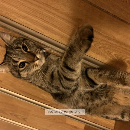 Photo 1/1 Chat retrouvé Perdu à Sassenage