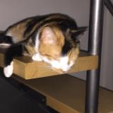 Photo de chat perdu à Bordeaux