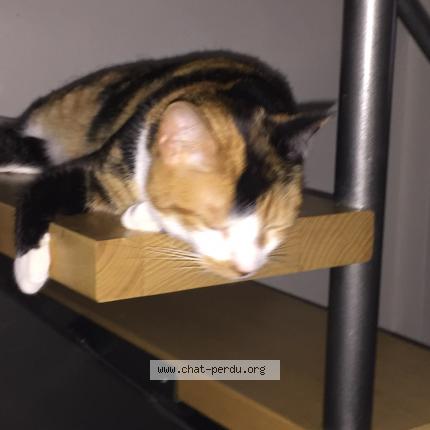 Photo 1/1 Chat retrouvé Perdu à Bordeaux