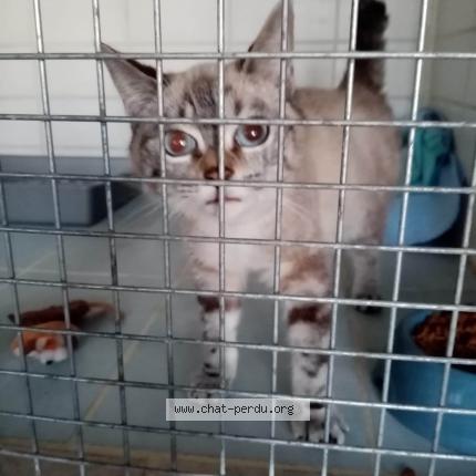 Chat Trouve A Montauban Chat Perdu France