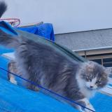 Photo de chat perdu à Valserhone