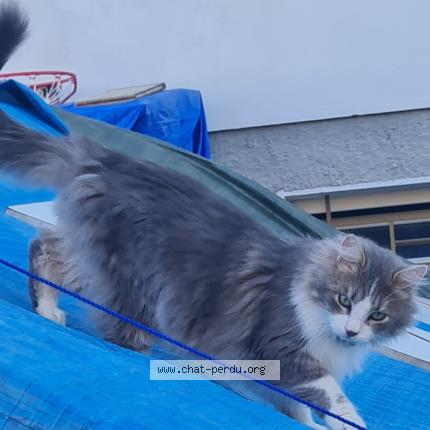 Photo 1/1 Chat retrouvé Perdu à Valserhone