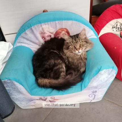 Photo de chat perdu à Beauzac