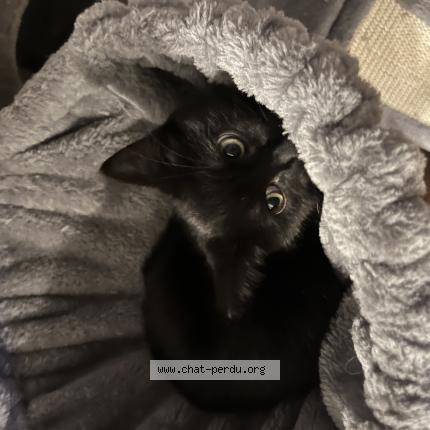 Photo de chat perdu à Fougeres