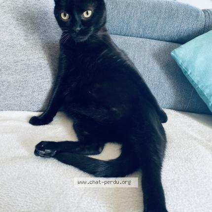 Photo de chat perdu à Sainte Genevieve Des Boos