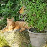 Photo de chat perdu à La Chapelle Heulin