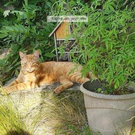 Photo 1/1 Chat retrouvé Perdu à La chapelle heulin