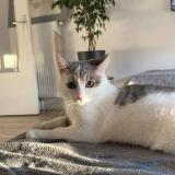 Photo de chat perdu à Wattignies