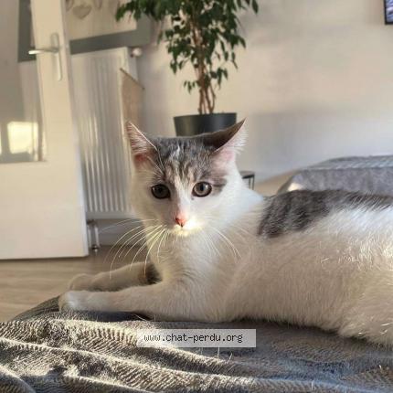 Photo 1/1 Chat retrouvé Perdu à Wattignies