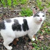 Photo de chat trouvé à Mimizan