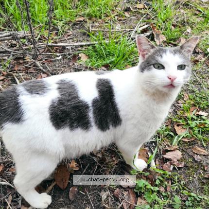 Photo 1/2 Chat retrouvé Trouvé à Mimizan