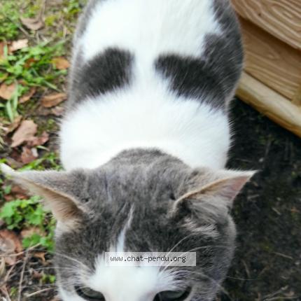 Photo 2/2 Chat retrouvé Trouvé à Mimizan