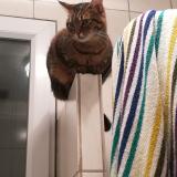 Photo de chat perdu à Paris